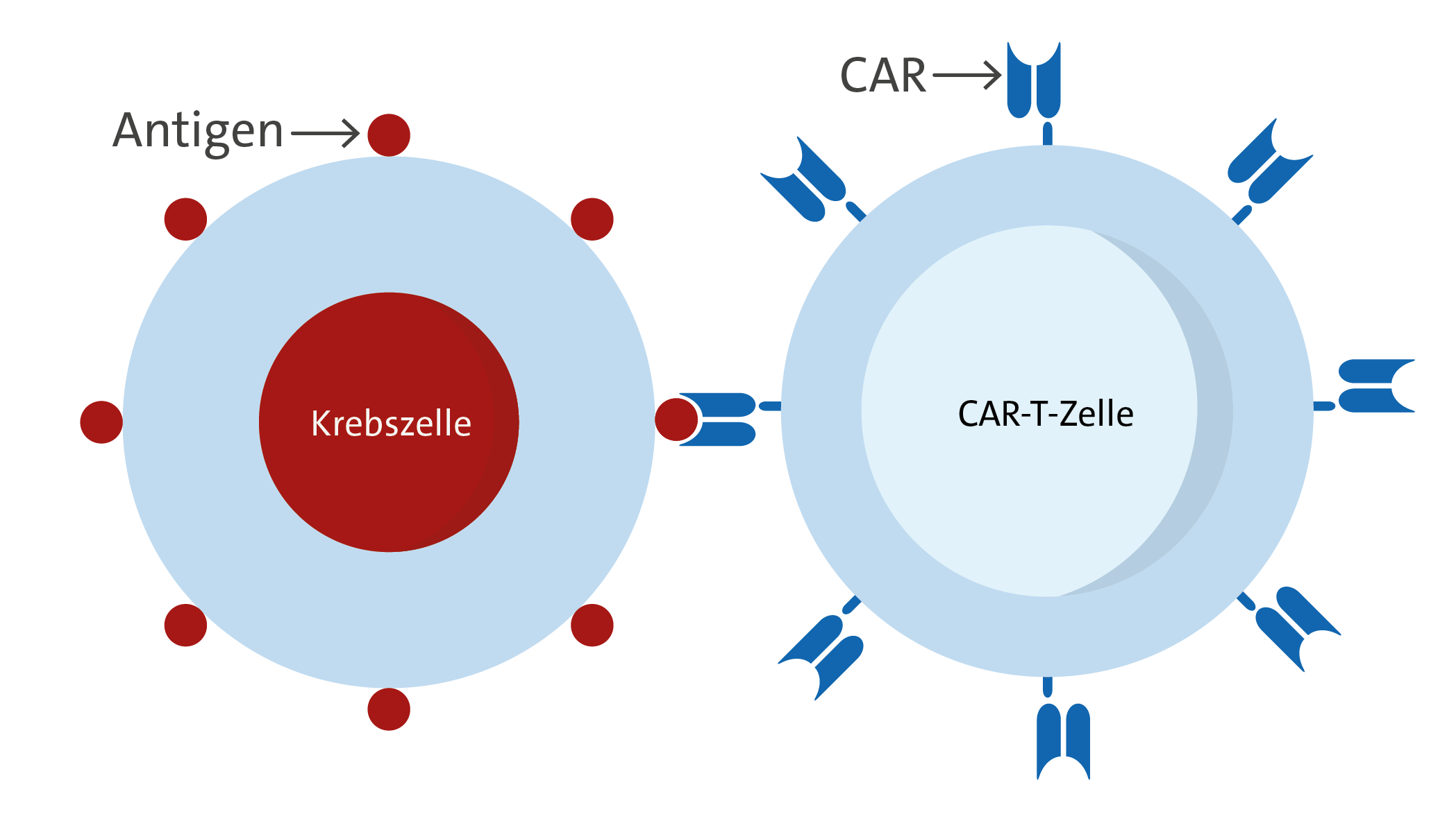 CAR-T Zell-anigen